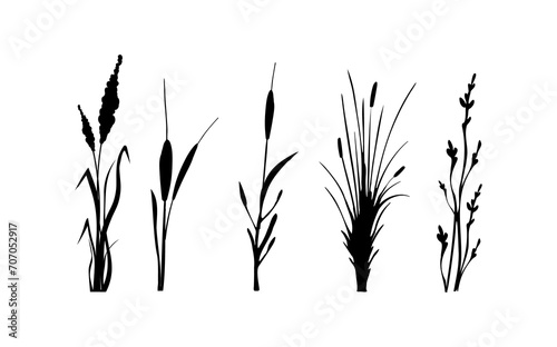 Fototapeta Naklejka Na Ścianę i Meble -  Image of a monochrome reed,grass or bulrush on a white background.Isolated vector drawing.Black grass graphic silhouette.