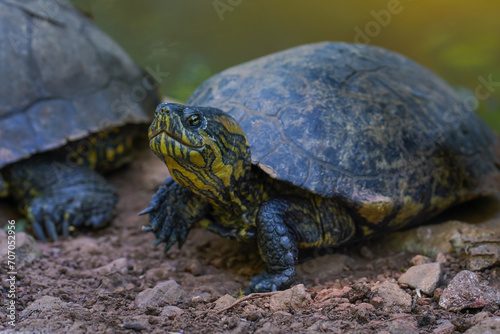 Black-bellied Slider (Trachemys dorbigni) - Water Turtle