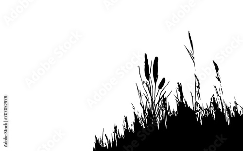 Image of a monochrome reed,grass or bulrush on a white background.Isolated vector drawing.Black grass graphic silhouette.