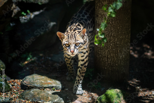 Ocelot (Leopardus pardalis) - medium-sized spotted feline photo