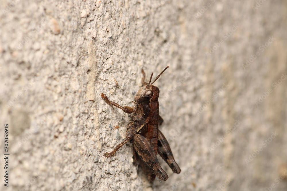 rufous grasshopper insect macro photo rufous grasshopper insect macro photo