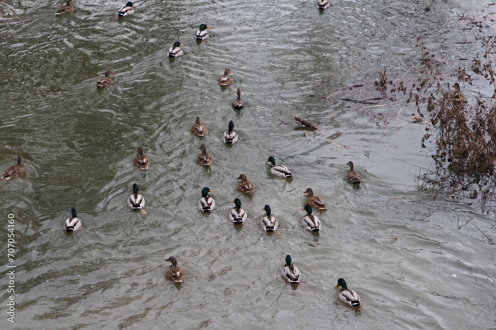 Fototapeta premium A group of people swimming in a lake