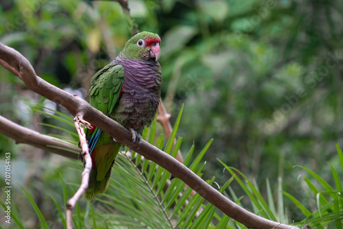 Vinaceous-breasted Amazon Parrot (Amazona vinacea) photo