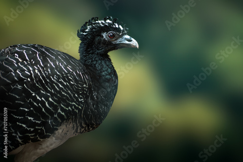 Female Bare-faced curassow (Crax fasciolata) photo