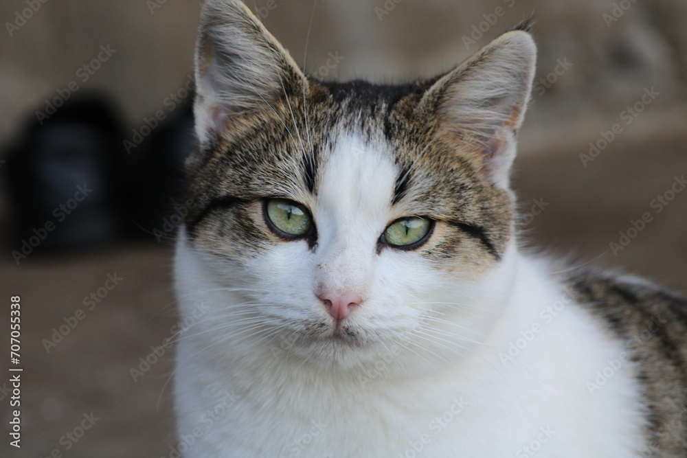 Obraz premium tiny blue eyed kittens photo