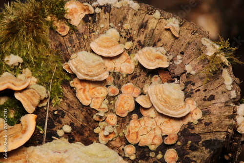 natural tree mushroom macro photo