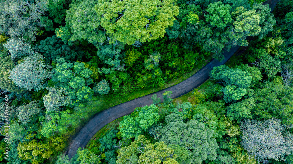 Aerial top view road in forest with car motion blur. Winding road through the forest. Car drive on the road between green forest. Ecosystem ecology healthy environment road trip. - obrazy, fototapety, plakaty 