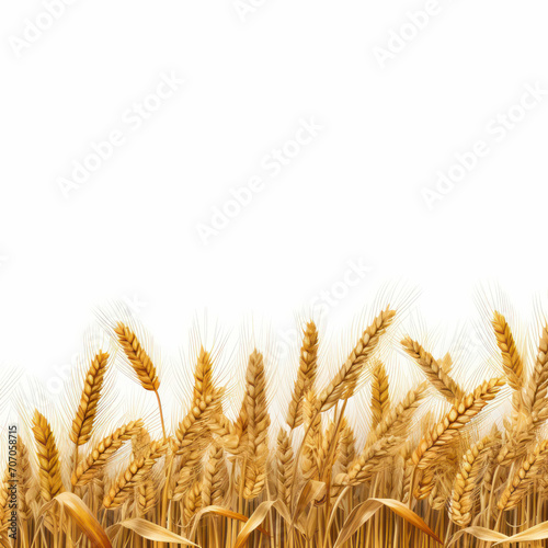 Rural landscape border An isolated wheat field with a transparent background, symbolizing the essence of agriculture, harvest, and the beauty of the countryside. ai generative