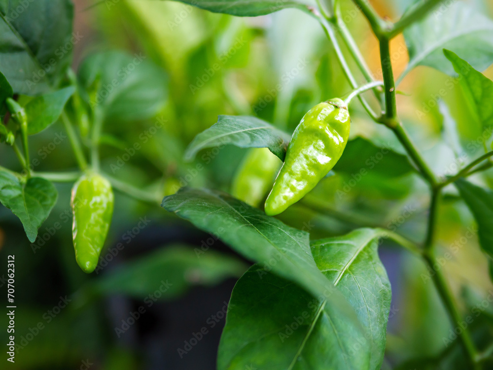 Green young chili peppers on the chili tree Green young chili peppers on the chili tree