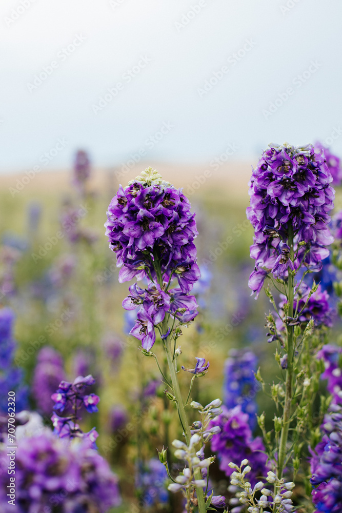 Obraz premium meadow with purple flowers on a sunny day and blue sky