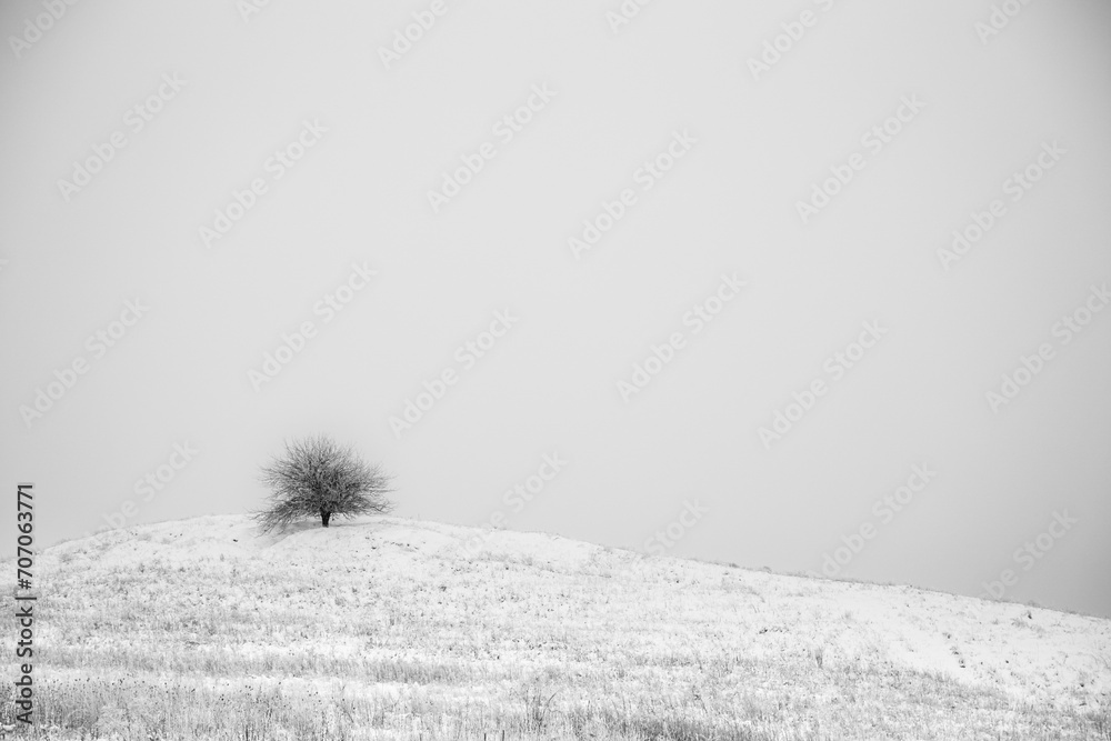Black and white winter landscape alone tree on the hill white background white sky snowy field - obrazy, fototapety, plakaty 