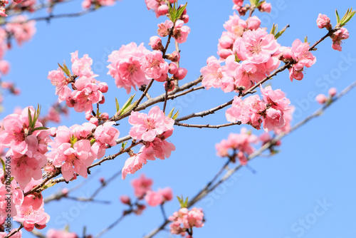 桜の季節