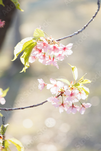 桜の季節