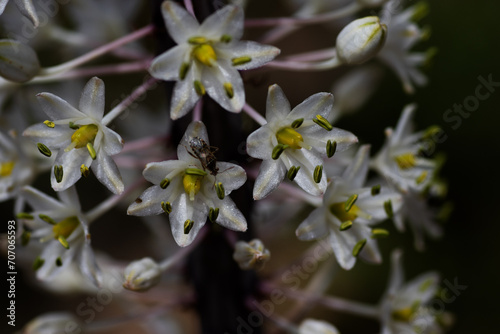 close up detail of the flowers of Sea Squill  Drimia maritima  on a natural background