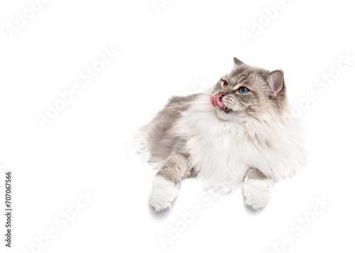 Ragdoll cat lying down isolated kiss and tongue out on white studio backgroundcopy space photo