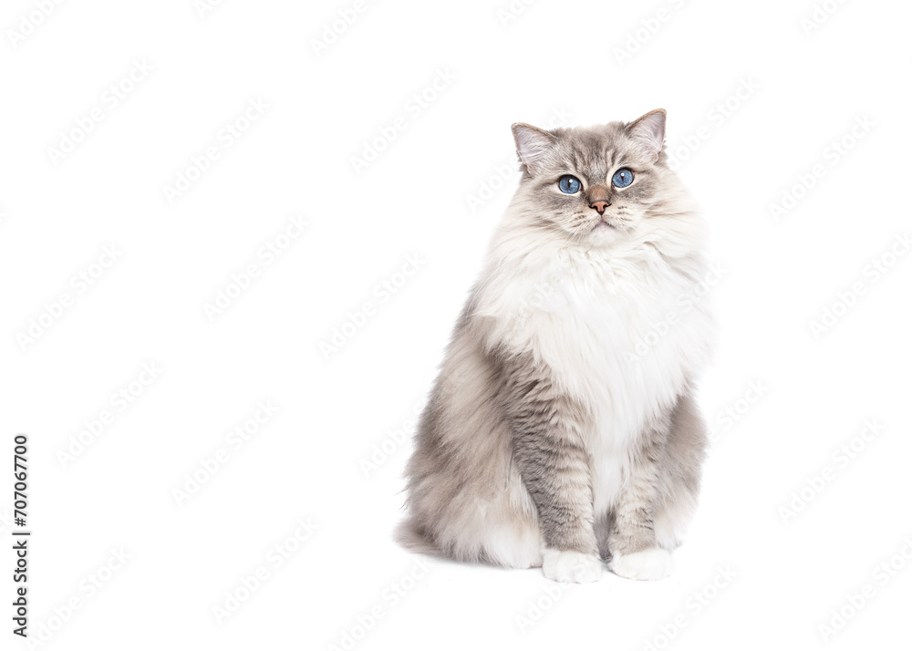 Ragdoll cat sitting isolated on white background copy space Ragdoll cat sitting isolated on white background copy space