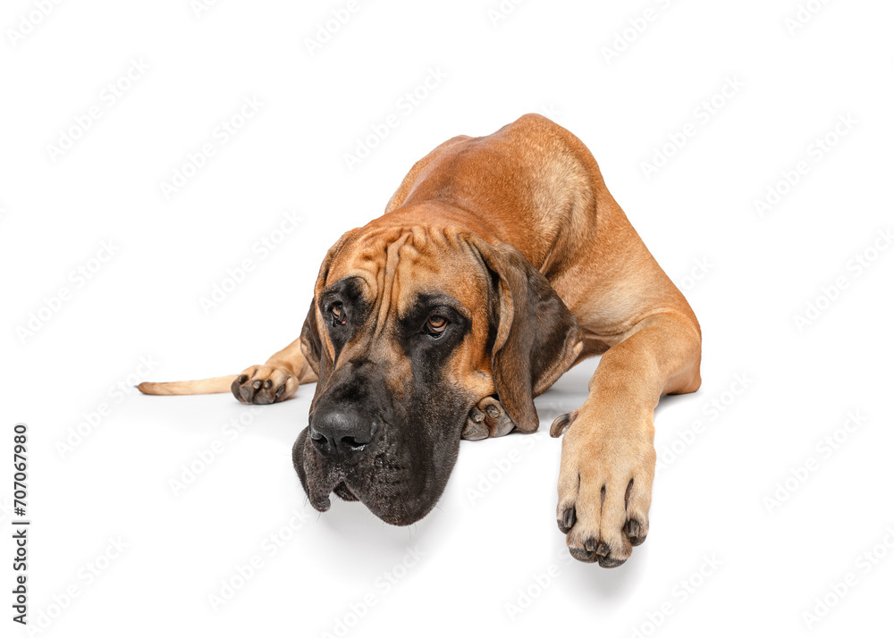 Large breed Great Dane dog lying down isolated on white studio background looking to camera portrait