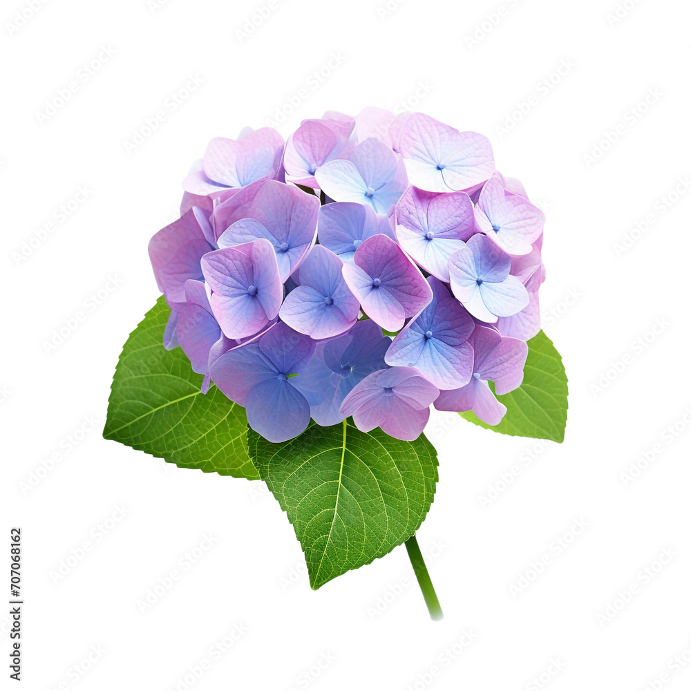 Hydrangea flower isolated on transparent background Hydrangea flower isolated on transparent background