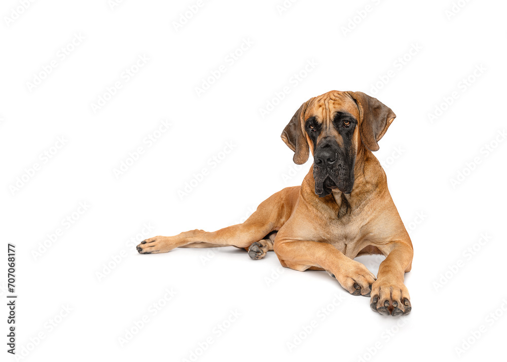 Large breed Great Dane lying isolated on white studio background copy space portrait Large breed Great Dane lying isolated on white studio background copy space portrait