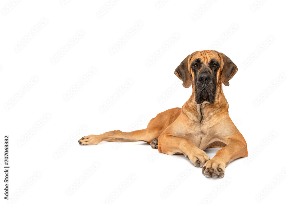 Great Dane dog lying isolated on white studio background looking to camera copy space