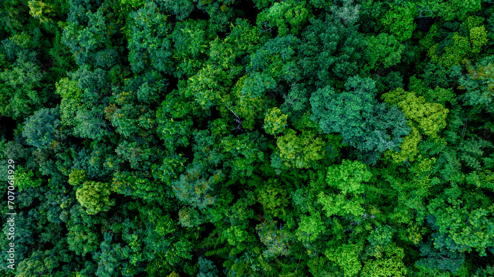 Aerial view of nature green forest and tree. Forest ecosystem and health concept and background, texture of green forest from above.Nature conservation concept.Natural scenery tropical green forest.