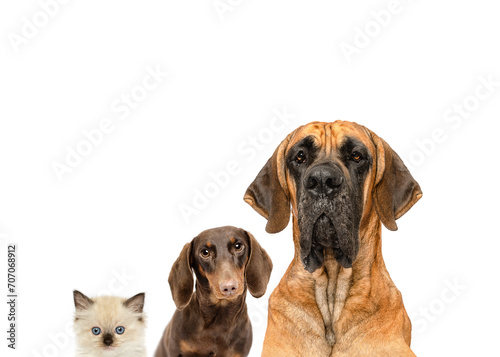 group of dogs and cat best friends portrait isolated on white studio background Great Dane , dachshund and cat little and large