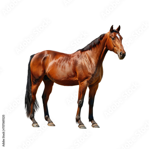Brown horse on isolated