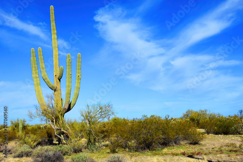 Sonora Desert Arizona