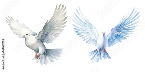 watercolor of dove bringing peace © Finkha