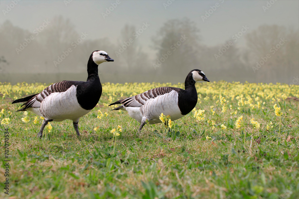 Weißwangengans oder Nonnengans (Branta leucopsis) in Blumenwiese Weißwangengans oder Nonnengans (Branta leucopsis) in Blumenwiese