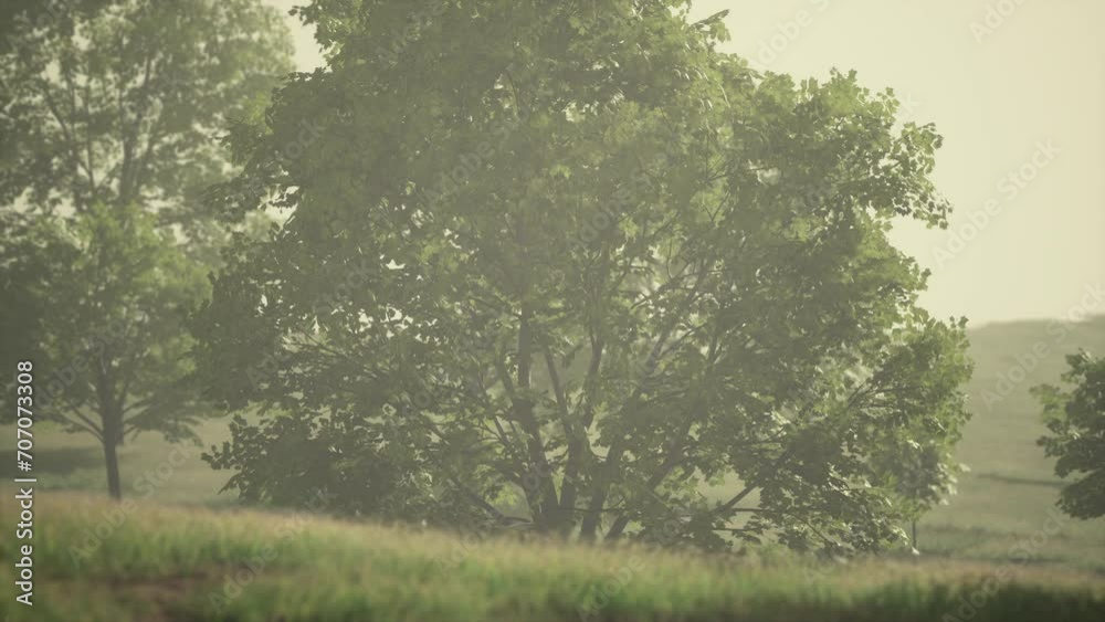 Green trees in park and sunlight