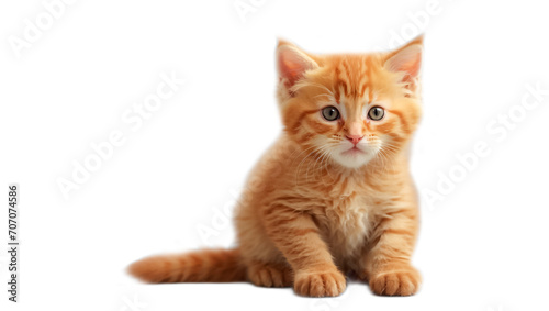 Cute red fluffy kitten isolated on white background