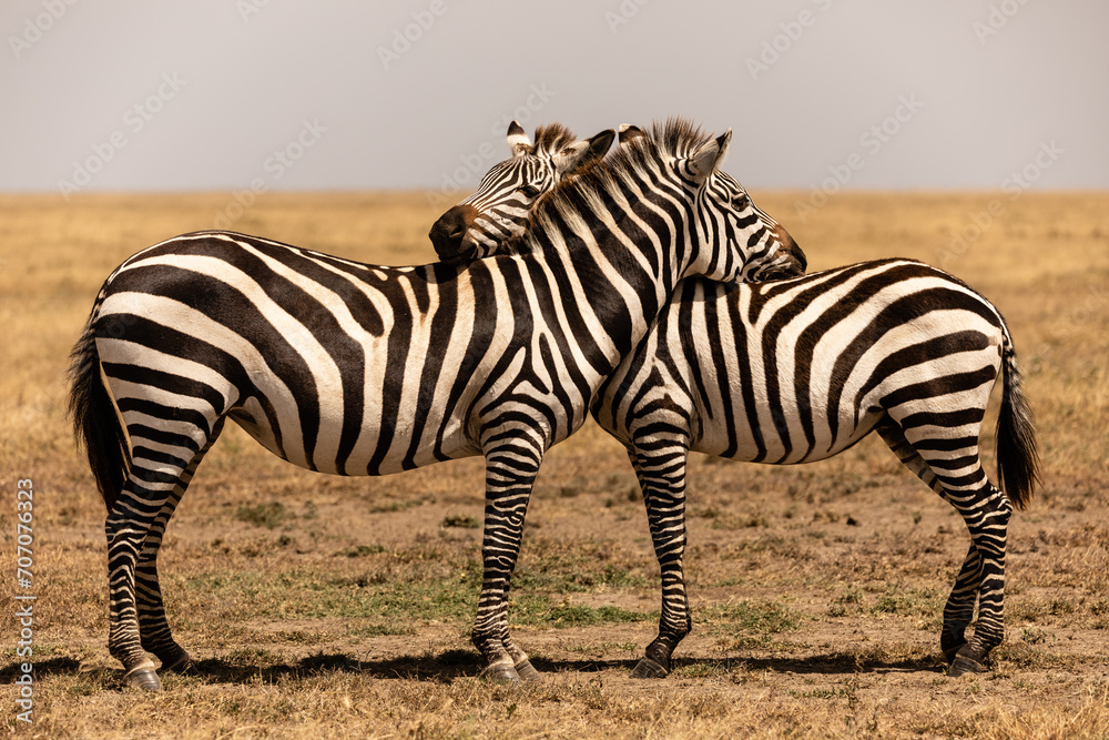 Fototapeta premium Zebra
