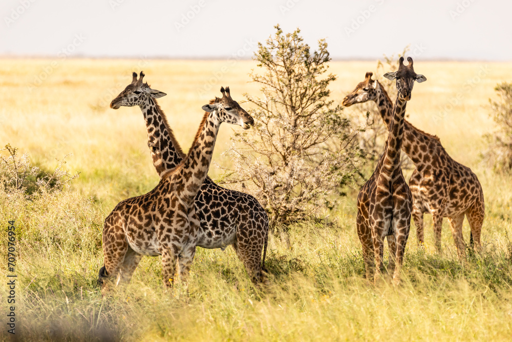Fototapeta premium Giraffe