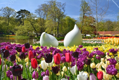 Keukenhof tulip garden ladscape view, Netherlands. Beautiful spring flowers garden in Europe. photo