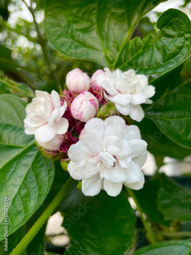 Glory Bower (Clerodendrum chinense) or pink clerodendrum, Burma cone head, Lady Nugent rose. Blooming Clerodendrum rose flower (Clerodendrum fragrans) in the Greek garden.