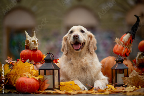 Golden Retriever in pumpkins decorated for Halloween against a background of fallen maple leaves and an old staircase in the park