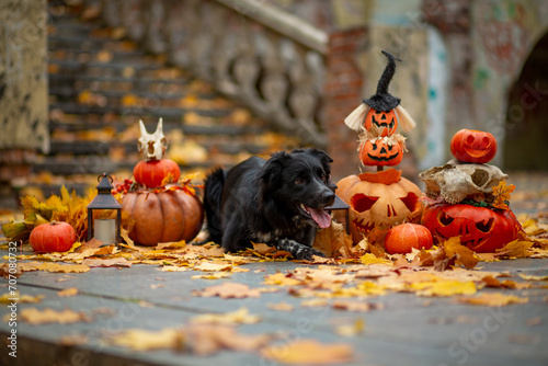 Black and white Border Collie in pumpkins decorated for Halloween against a background of fallen maple leaves and an old staircase in the park