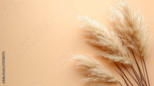 Dry branches of fluffy pampas grass on a beige background. Banner, side view, space for text.