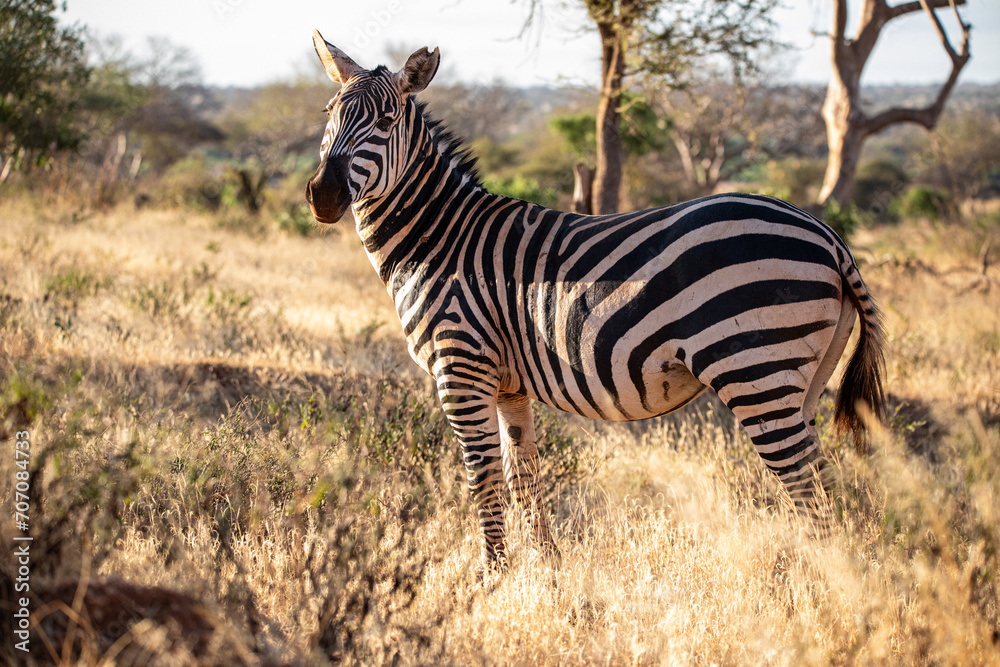 Obraz premium Zebra