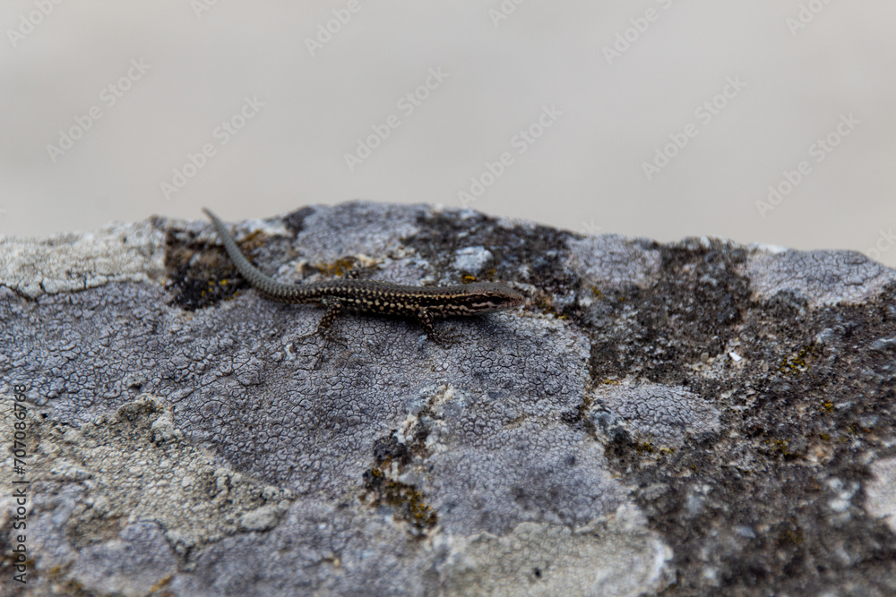 lizard on rock