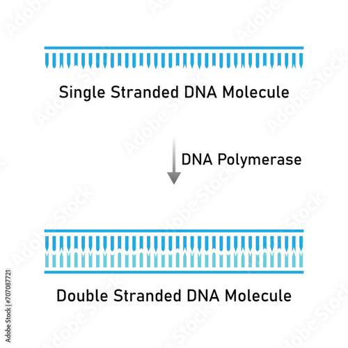 DNA Polymerase Enzyme Function Scientific Design. Vector Illustration.