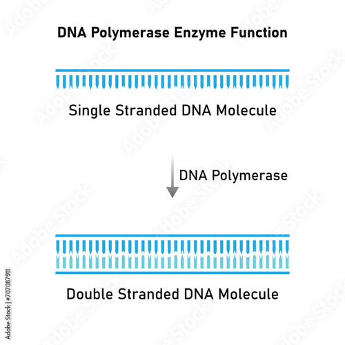 DNA Polymerase Enzyme Function Scientific Design. Vector Illustration.