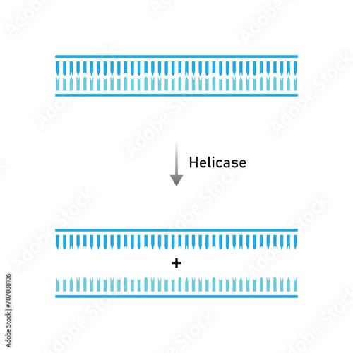 Helicase Enzyme Function Scientific Design. Vector Illustration.