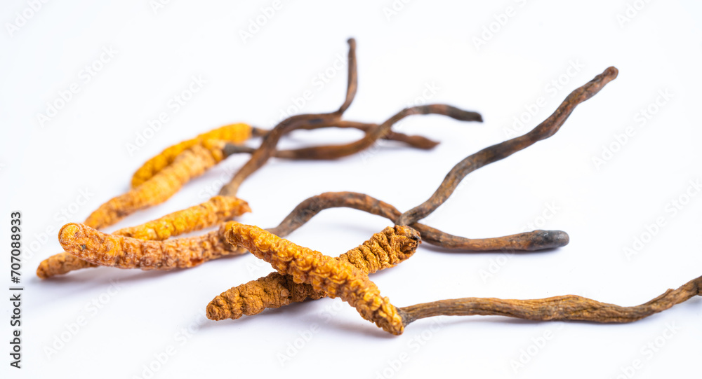 Cordyceps or Ophiocordyceps sinensis mushroom herb is fungus for used as medicine on white background.