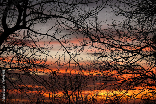 Bare tree branches and cloudscape in the yellow sunset as abstract nature background