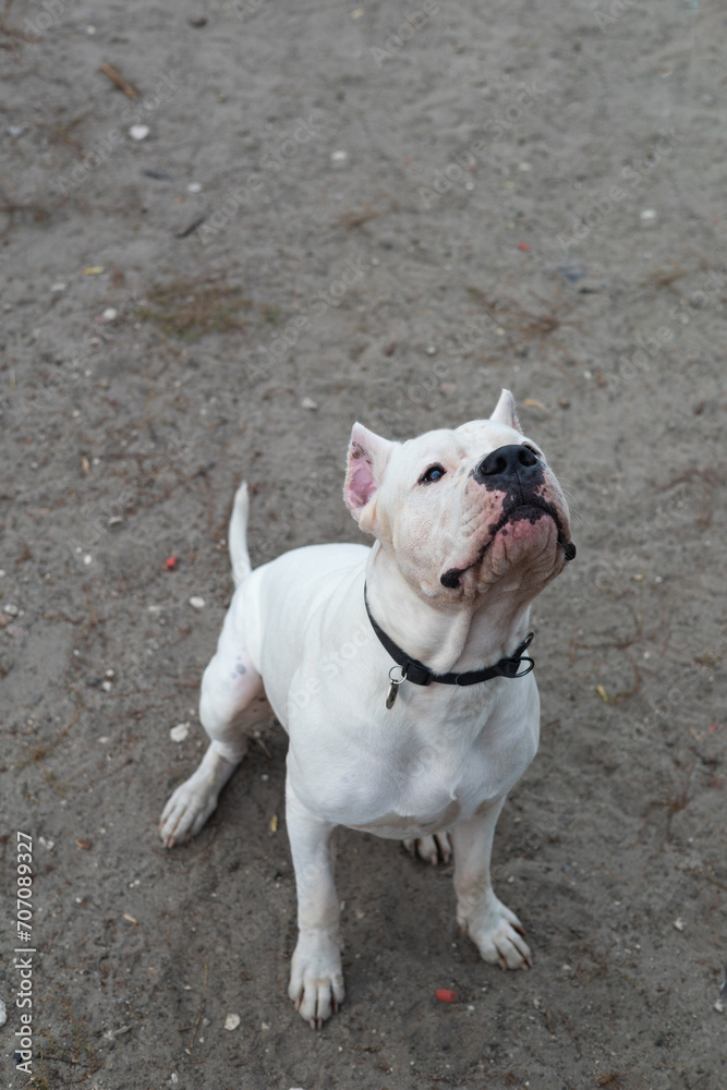 look of an white Argentine bulldog, big dog in park.