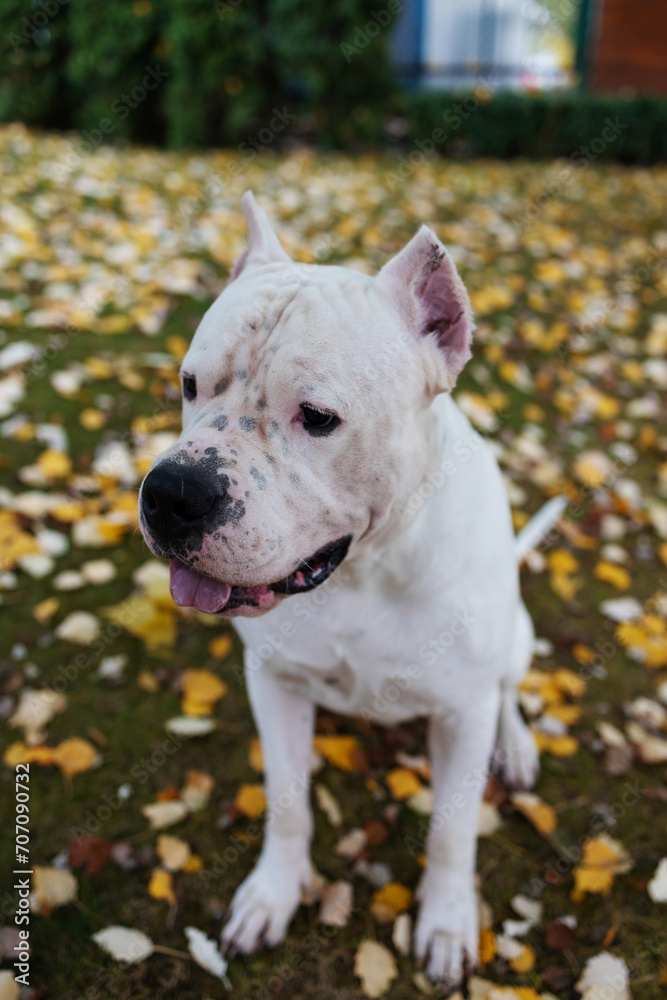 dog in autumn park. Funny happy cute dog breed american bulldog runs smiling in the fallen leaves. Orange golden autumn concept.