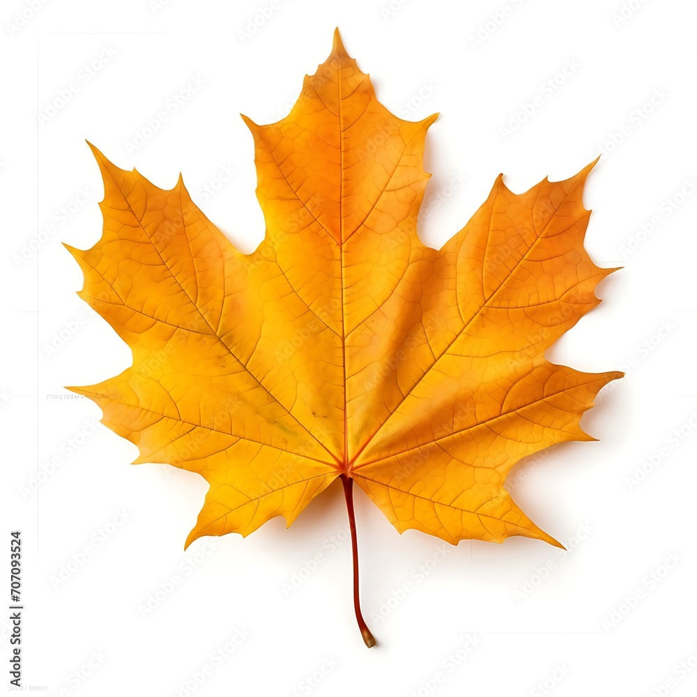 Autumn maple leaf isolated on white background. Top view Autumn maple leaf isolated on white background. Top view