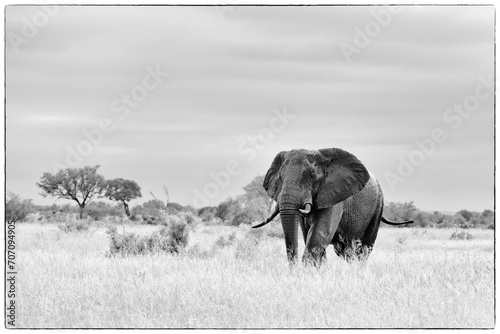 elefante a satara photo